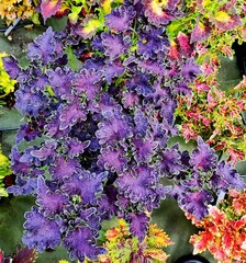 Maria Clara Тай колеус КСР