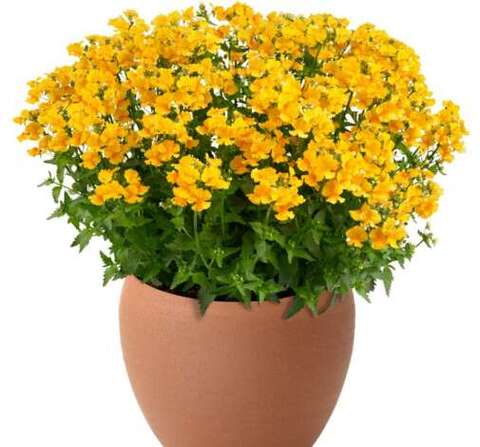 2667 Немезия NESIA Gold (Весна 2026)