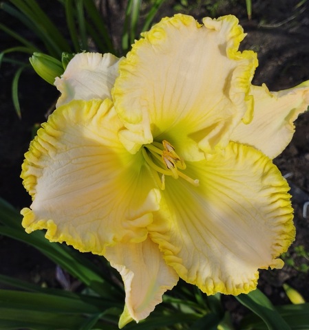 Лилейник в ассортименте