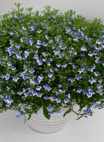 2366 Лобелия STRATUS Blue Bird (Весна 2026)