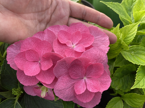 №5 Укорененный черенок Гортензия крупнолистовая ФЛЕЙМ ХОТ ПИНК (Hydrangea macrophylla 