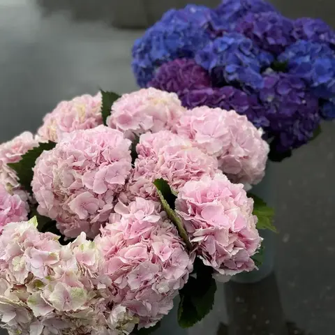 Гортензия, 1шт