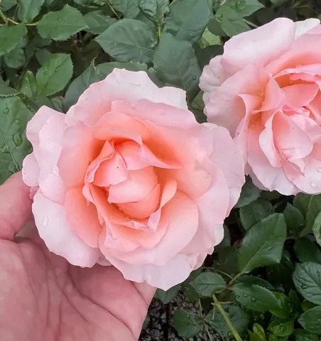 Вилла д'Эсте Тиволи(Villa d’Este Tivoli)