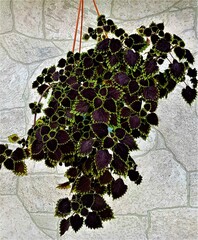 Obsidian колеус КСР