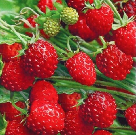 Земляника Душистое Лукошко ремонтантная безусая