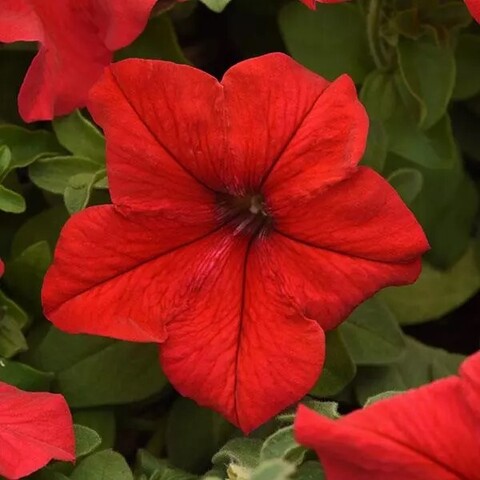 S60249 Петуния Supercascade Red 10 шт.