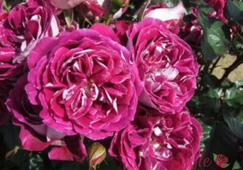 Спарклинг Бургунди(Sparkling Burgundy )