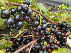 Смородина черная Эбони (Ebony)