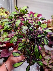 Паучек колеус