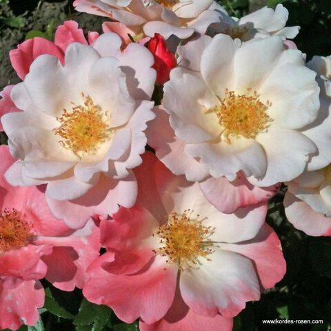 Розеромантик (Roseromantic)