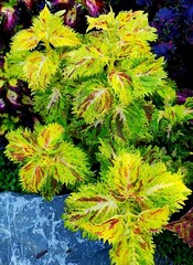 Rosa Raffing Тай колеус КСР