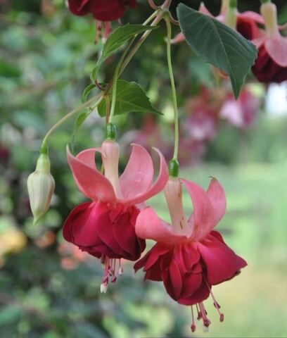 Фуксия Amazing Marjolein