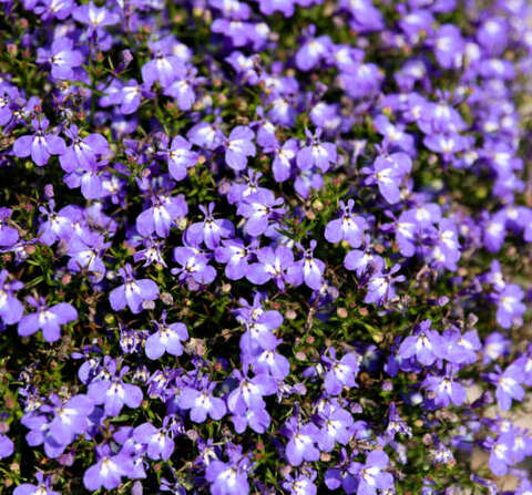 2362 Лобелия GLOW Azure (Весна 2026)