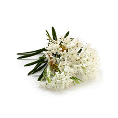 CdS. Багульник (Ledum) - 2.5 ml