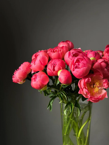 Пионы поштучно «Coral Charm» (Голландия)