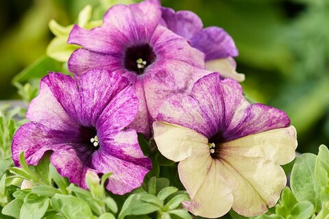 S60256 Петуния кустовая Shake Blueberry 100 шт.