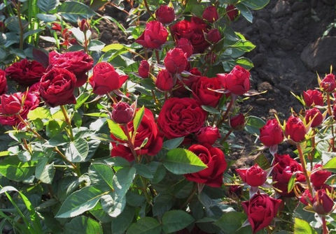 Морава Река(Morava Reka)