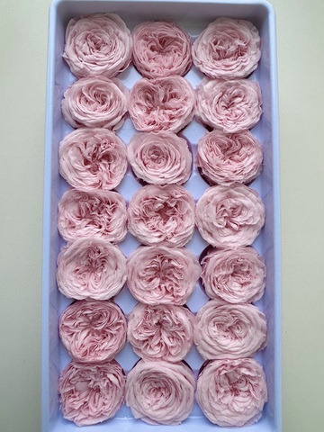 Роза пионовидная 2-3 см Розовая пудра ( половина коробки-10шт)