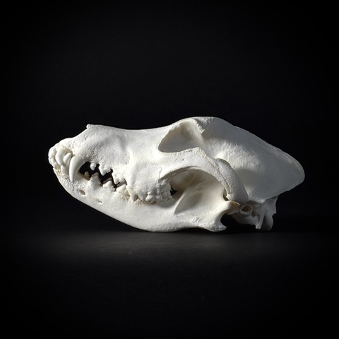 Череп собаки