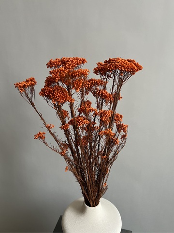 Озотамнус стабилизированный оранжевый