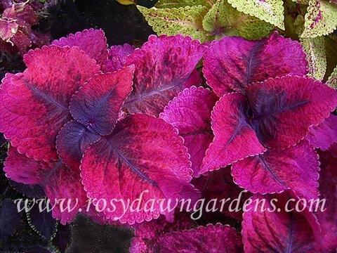 Mariposa колеус КСР