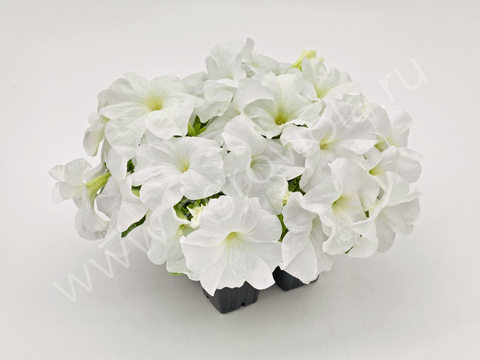 S60130 Петуния кустовая Grandiflora Succes!360* White 10шт.