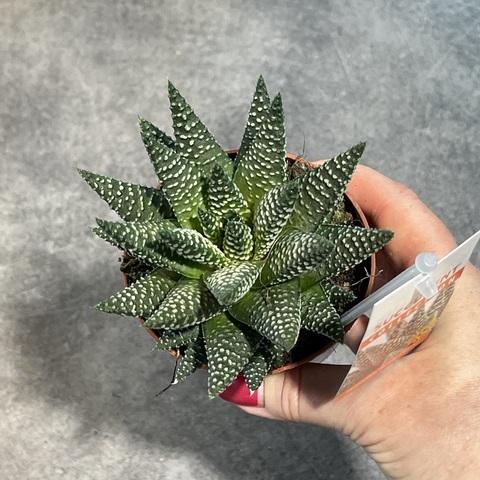 Хавортия Роял Альберт d9