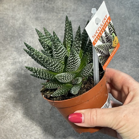 Хавортия Роял Альберт d9