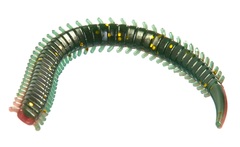 Черви съедобные искусственные Salt Water SANDWORM 4in (10 см), цвет F41, 15шт.