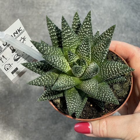 Хавортия Роял Альберт d9