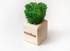 Мох исландский Wooden Cube Green Экокуб, 8 см