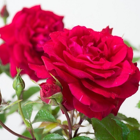 Роза плетистая Baykal