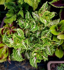 Хризолит UO колеус