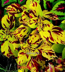 Presidio колеус КСР