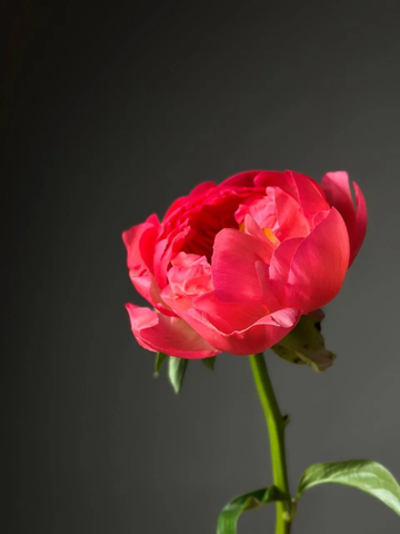 Пионы поштучно «Coral Charm» (Голландия)