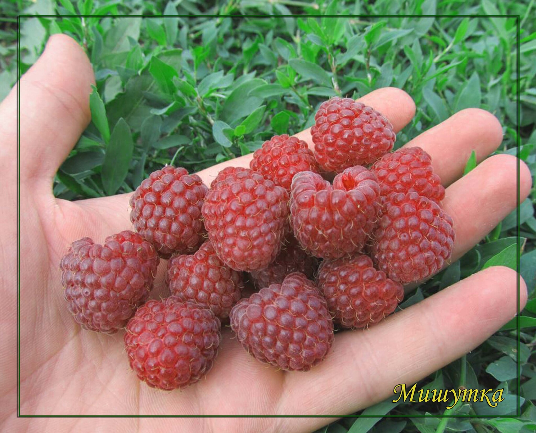 Малина ремонтантные сорта атлант. Малина традиционная дельбар манифик. Малина глен ампл дерево. Малина на кусте малинник. Малина традиционная дельбар манифик.