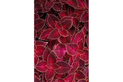 S3913 Колеус WIZARD® VELVET RED 100 шт.