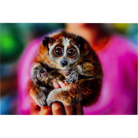 Картина Lemur, коллекция 