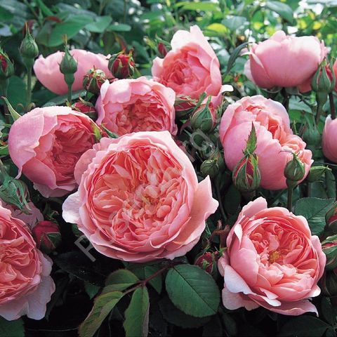 Зе Алнвик роз (The Alnwick Rose)
