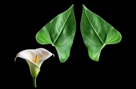 Силиконовый вайнер Лист Антуриума , Спатифиллума , Каллы большой