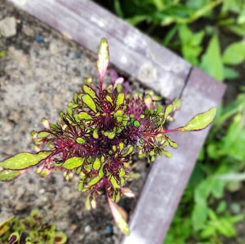 Oracle ES колеус КСР