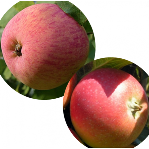 Яблоня Мелба + Елена домашняя