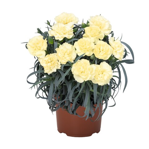 1651 Гвоздика Menorca Yellow 2021 (Весна 2026)