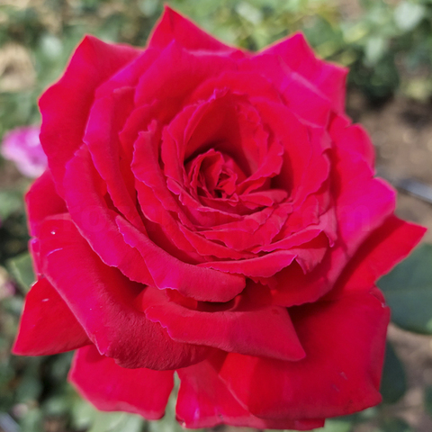 Кло Вужо( Rose Clos Vougeot)