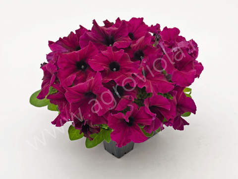 S60131 Петуния кустовая Grandiflora Succes!HD Pink 10шт.