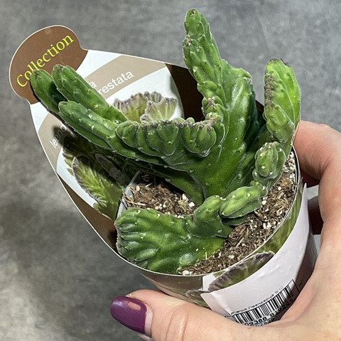 Стапелия Линдерсиае Кристата d7