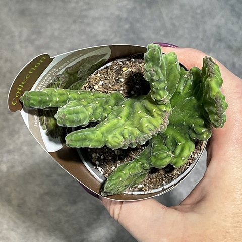 Стапелия Линдерсиае Кристата d7