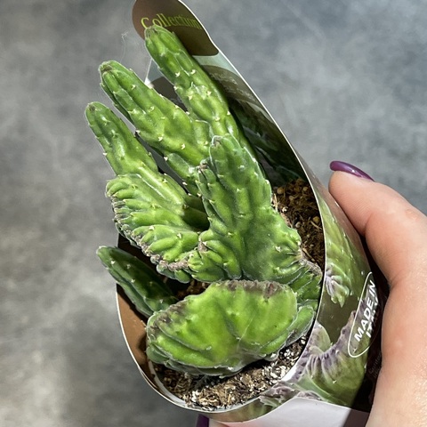 Стапелия Линдерсиае Кристата d7