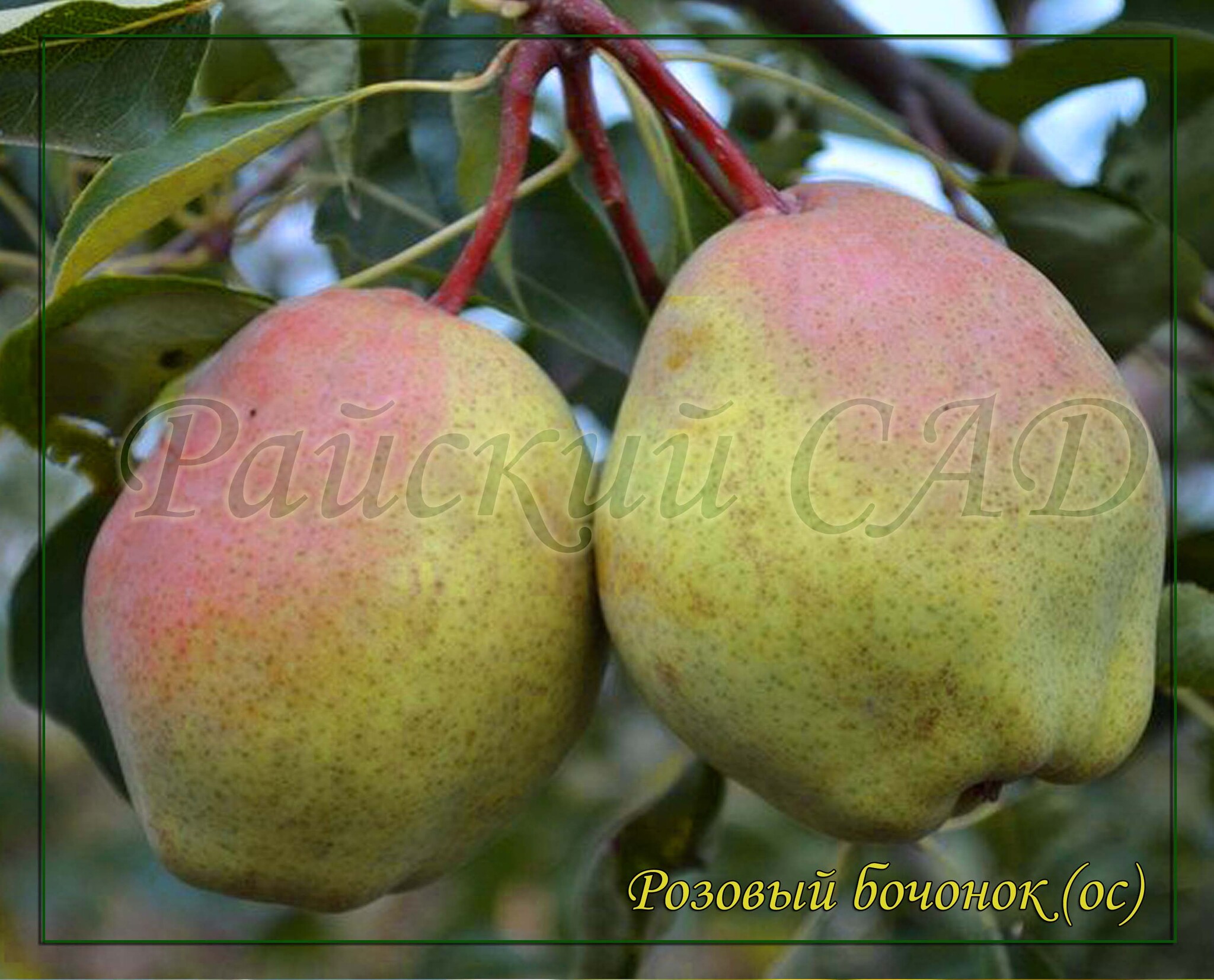 Груша для средней полосы. Груша русская красавица (красавица черненко). Груша видная. Груша для средней полосы. Груша сорт россошанская поздняя.