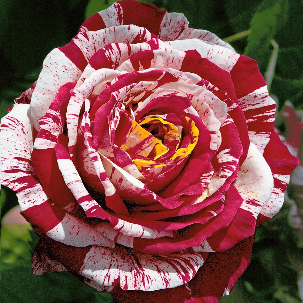 Пестрые сорта роз с фото и названиями